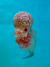 #7 Super Red Dragon Flowerhorn (Super Big Hump Head) Size 4.5"